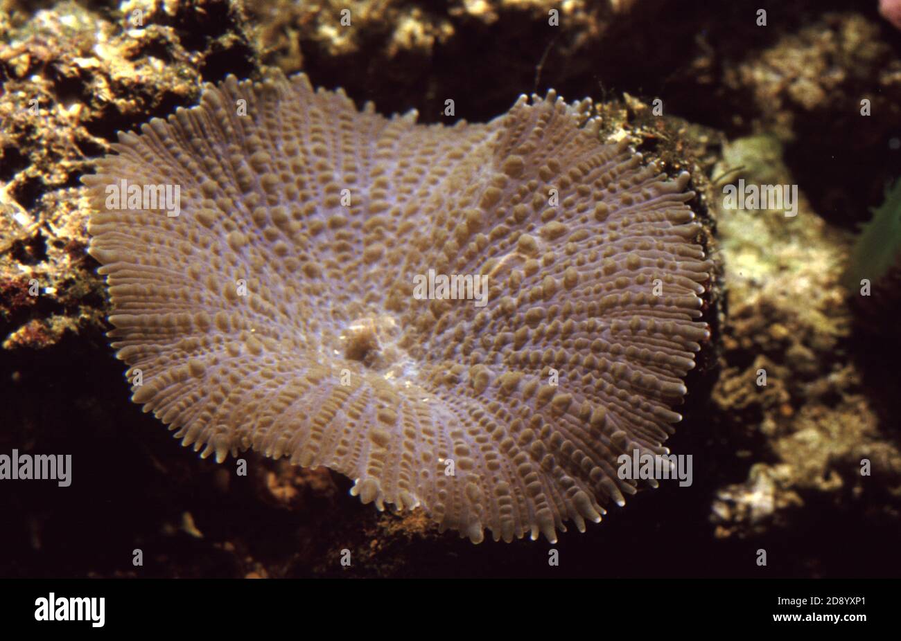 Discosoma is a genus of cnidarians in the order Corallimorpharia. Common names include mushroom anemone, disc anemone and elephant ear mushroom Stock Photo