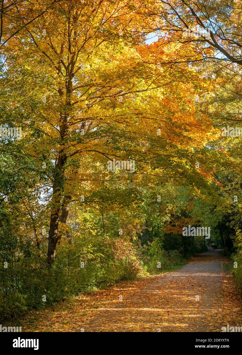 Maple And Ash Trees With Bright Orange Red Leaves Autumn Fall  Foliage Along A Footpath Southwestern Ontario Canada Stock Photo