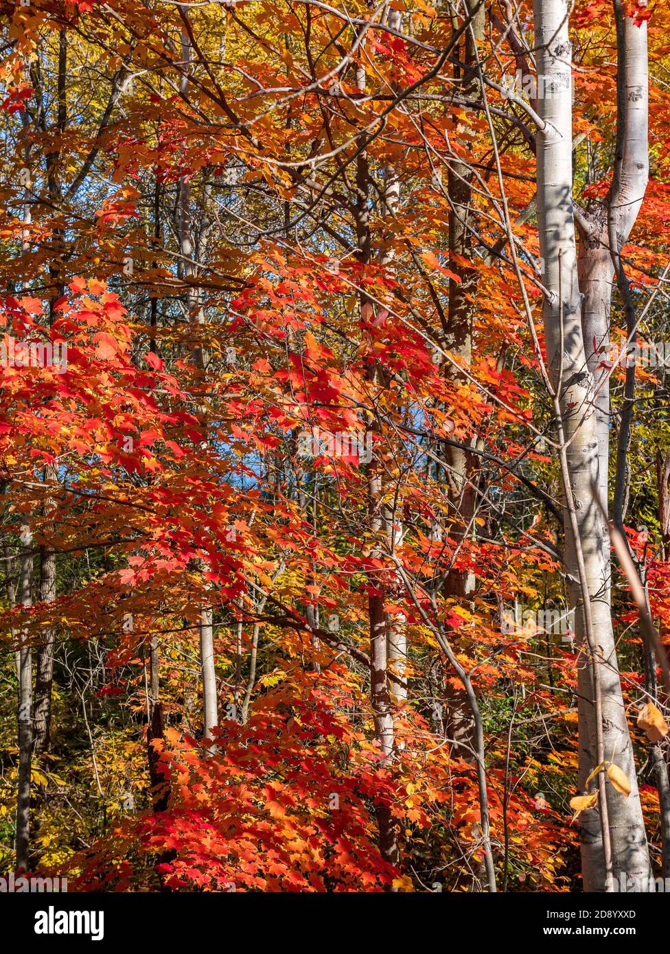 Small Maple Tree And Silver Birch Tree Trunk Against A Sunny Blue Sky With Orange Red Leaves Autumn Fall Ontario Canada Stock Photo