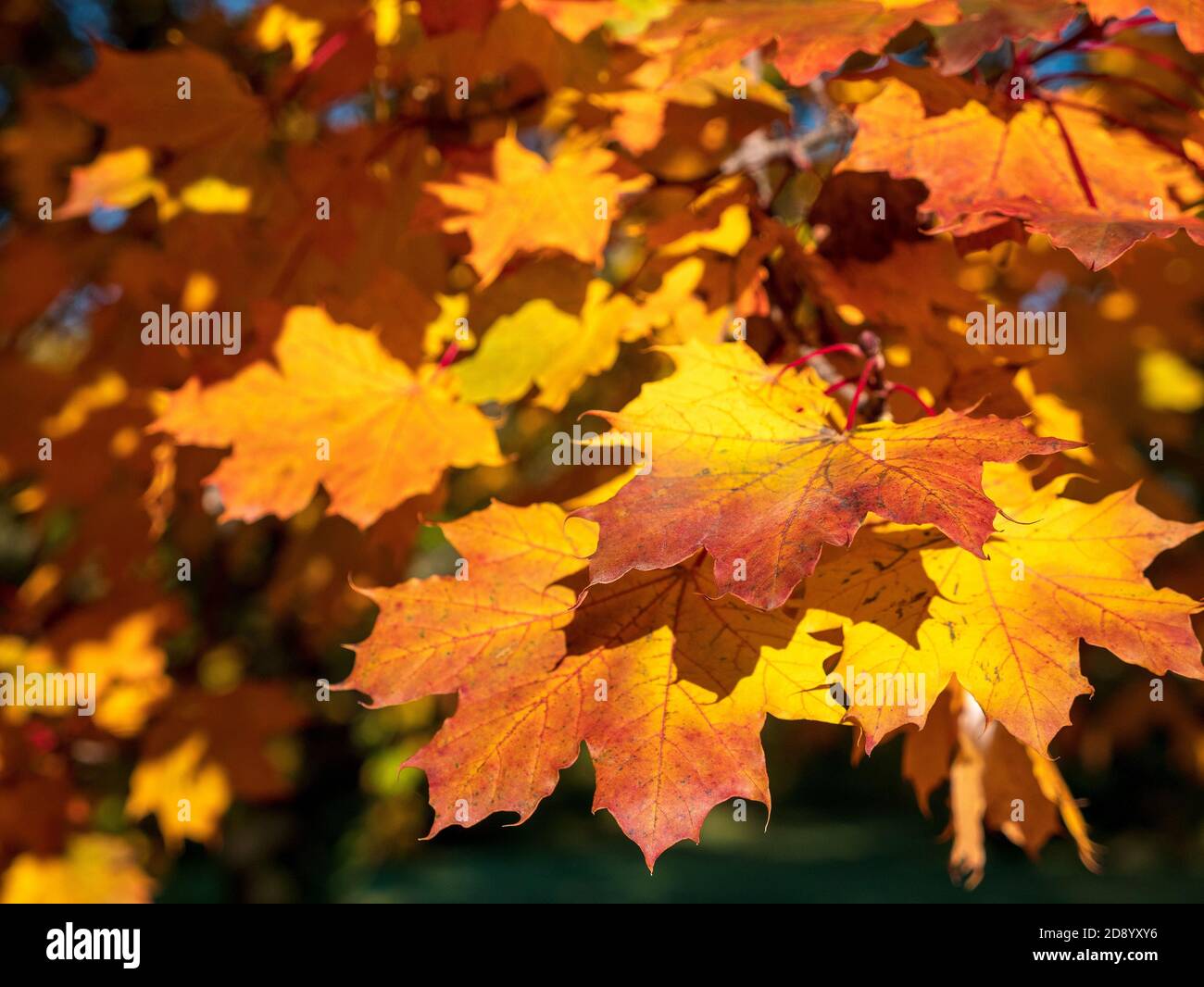 Canadian Maple Tree Leaves In Autumn Fall Colour Close Up Detail Ontario Canada Stock Photo