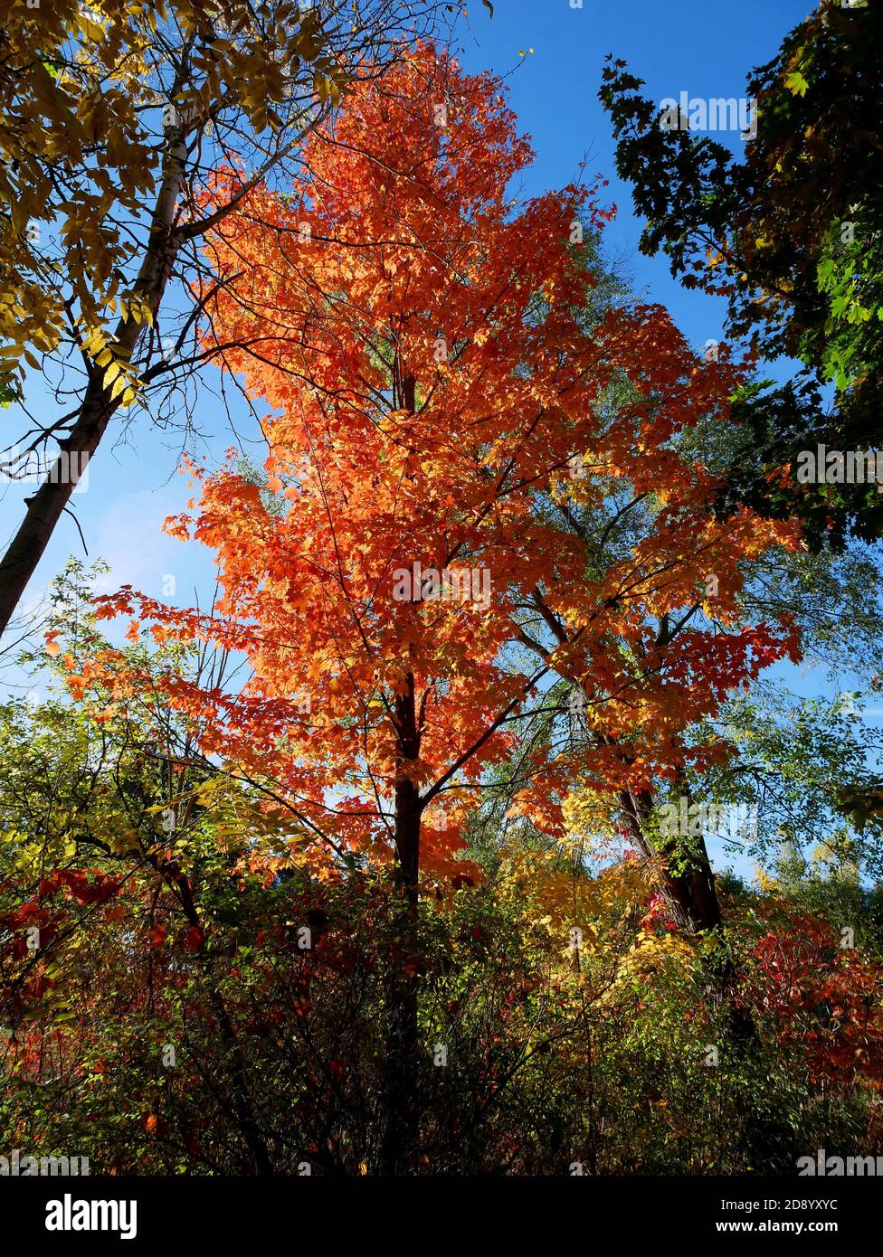 Small Maple Tree Against A Sunny Blue Sky With Orange Red Leaves Autumn Fall Ontario Canada Stock Photo