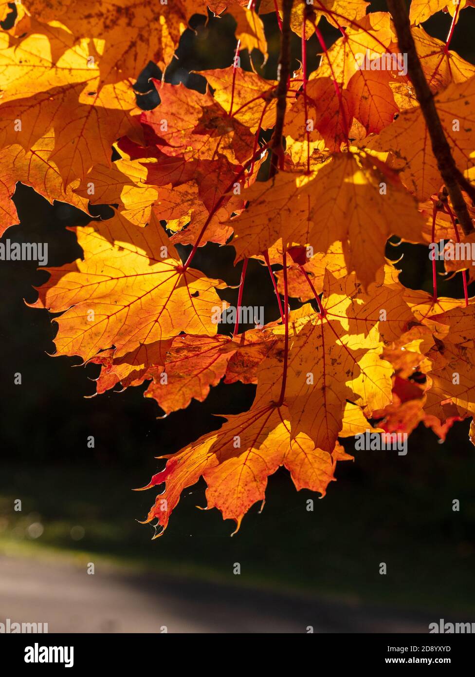 Sun Shining Through Canadian Maple Tree Leaves In Autumn Fall Colour Close Up Detail Ontario Canada Stock Photo