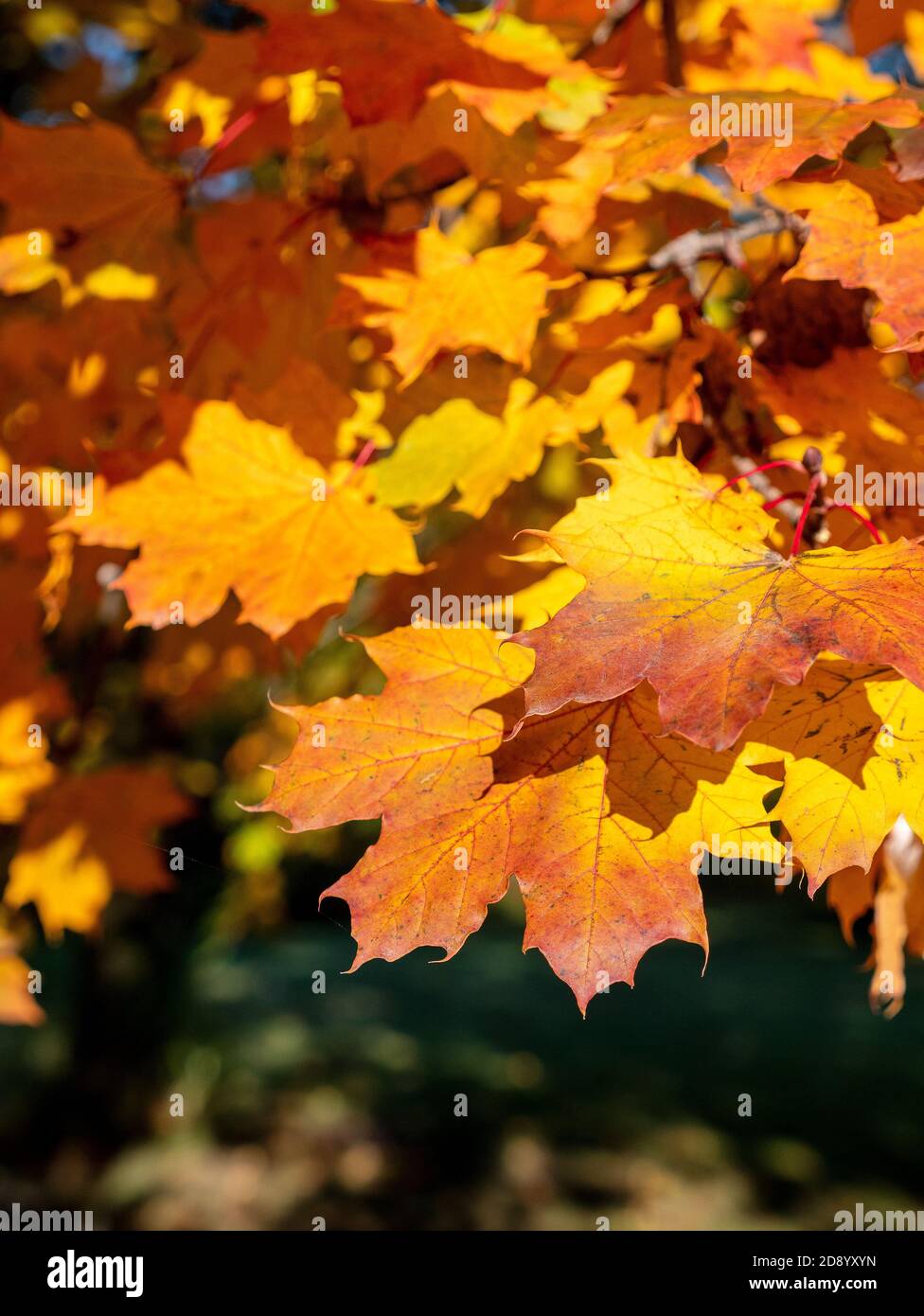 Canadian Maple Tree Leaves In Autumn Fall Colour Close Up Detail Ontario Canada Stock Photo