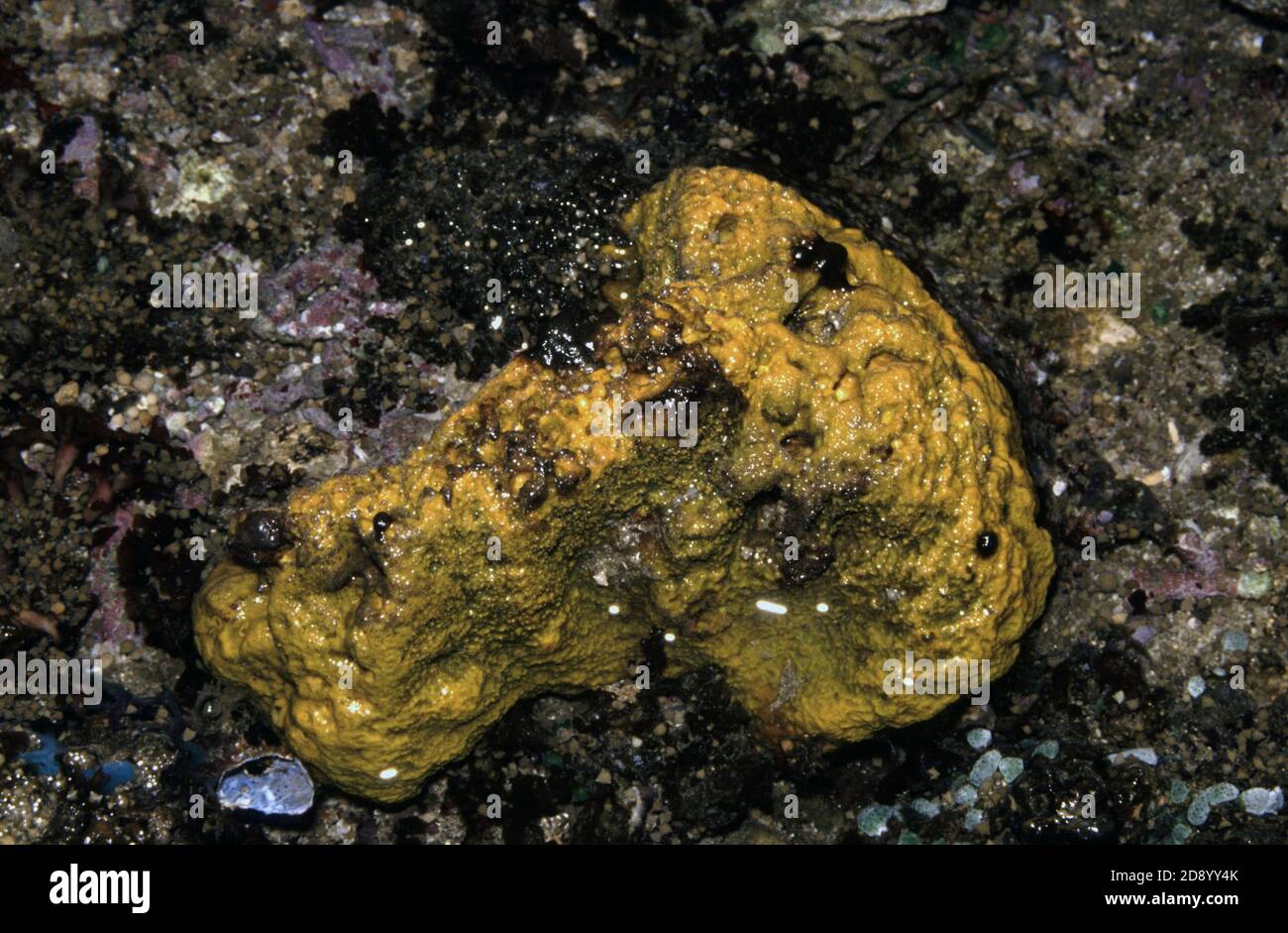 Yellow encrusting sponge exposed to air during low tide, Bali seashore Stock Photo