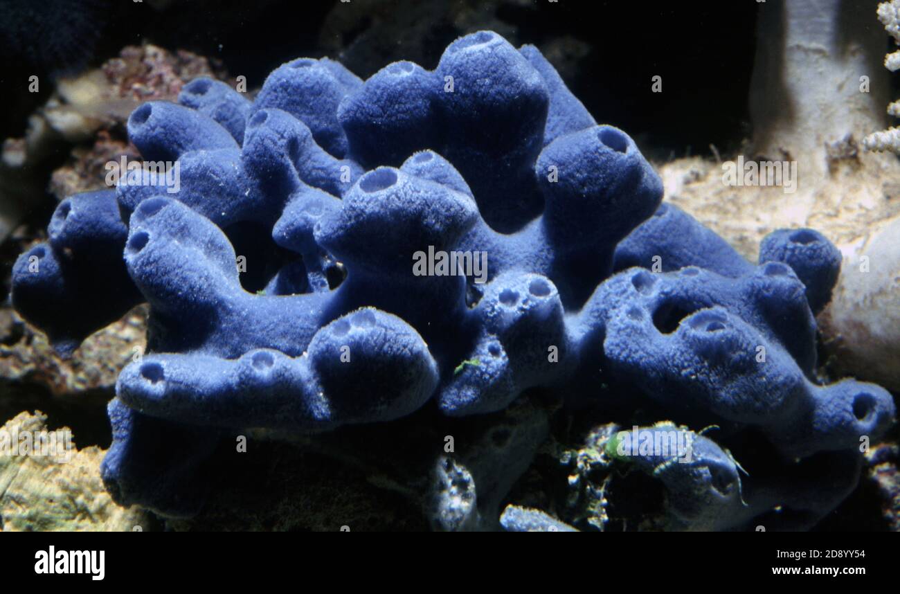 Haliclona caerulea is a species of marine sponge in the family Chalinidae Stock Photo