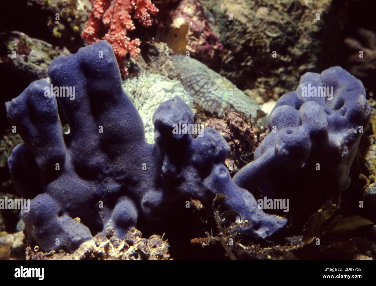 Haliclona caerulea is a species of marine sponge in the family Chalinidae Stock Photo