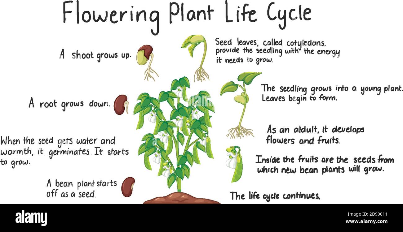 life cycle of a flowering plant