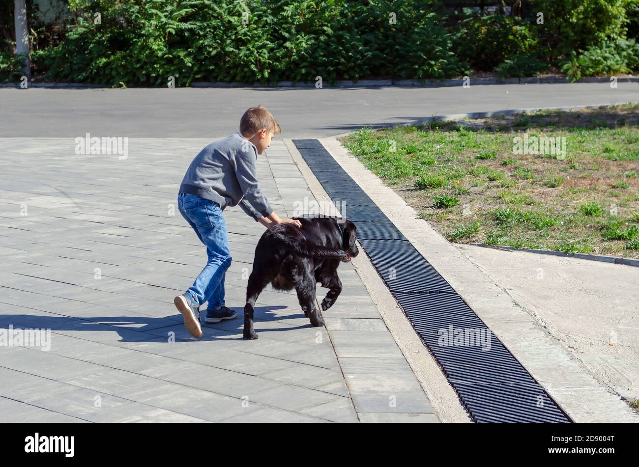 Boy plays with his labrador dog outdoors. An eight year old boy and ten year old black female