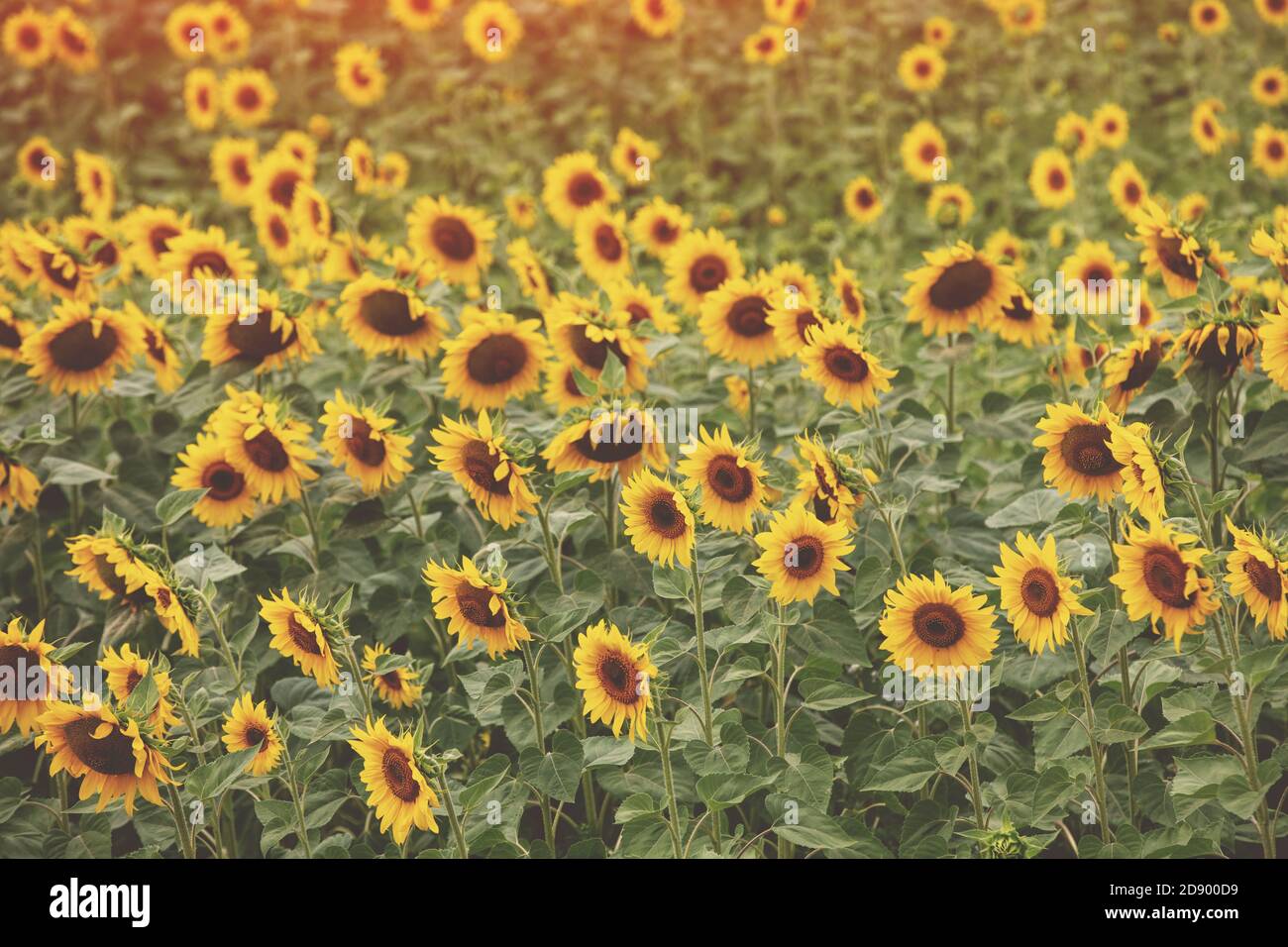 Summer landscape with sunflowers. Beautiful sunflower field ...