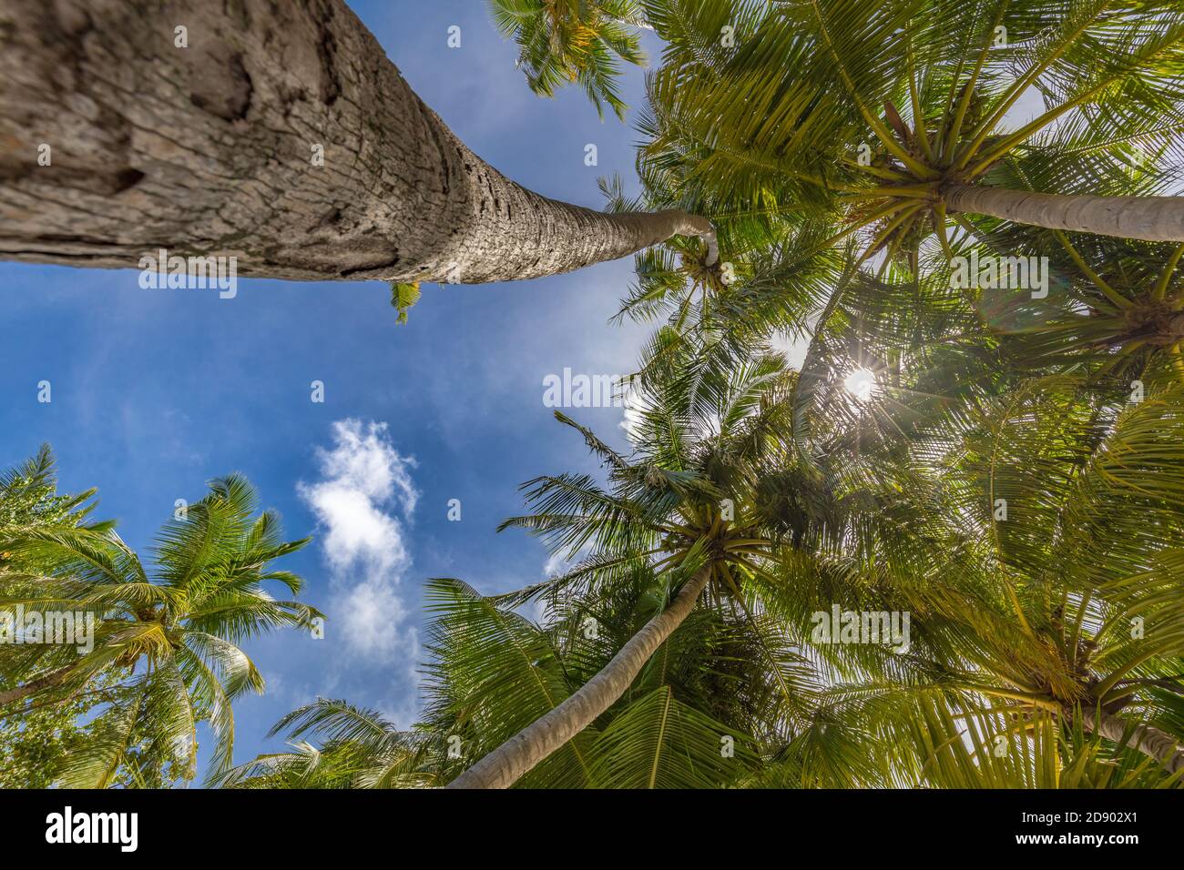 Tropical nature pattern, beautiful coconut palm tree on blue sky, looking up Stock Photo
