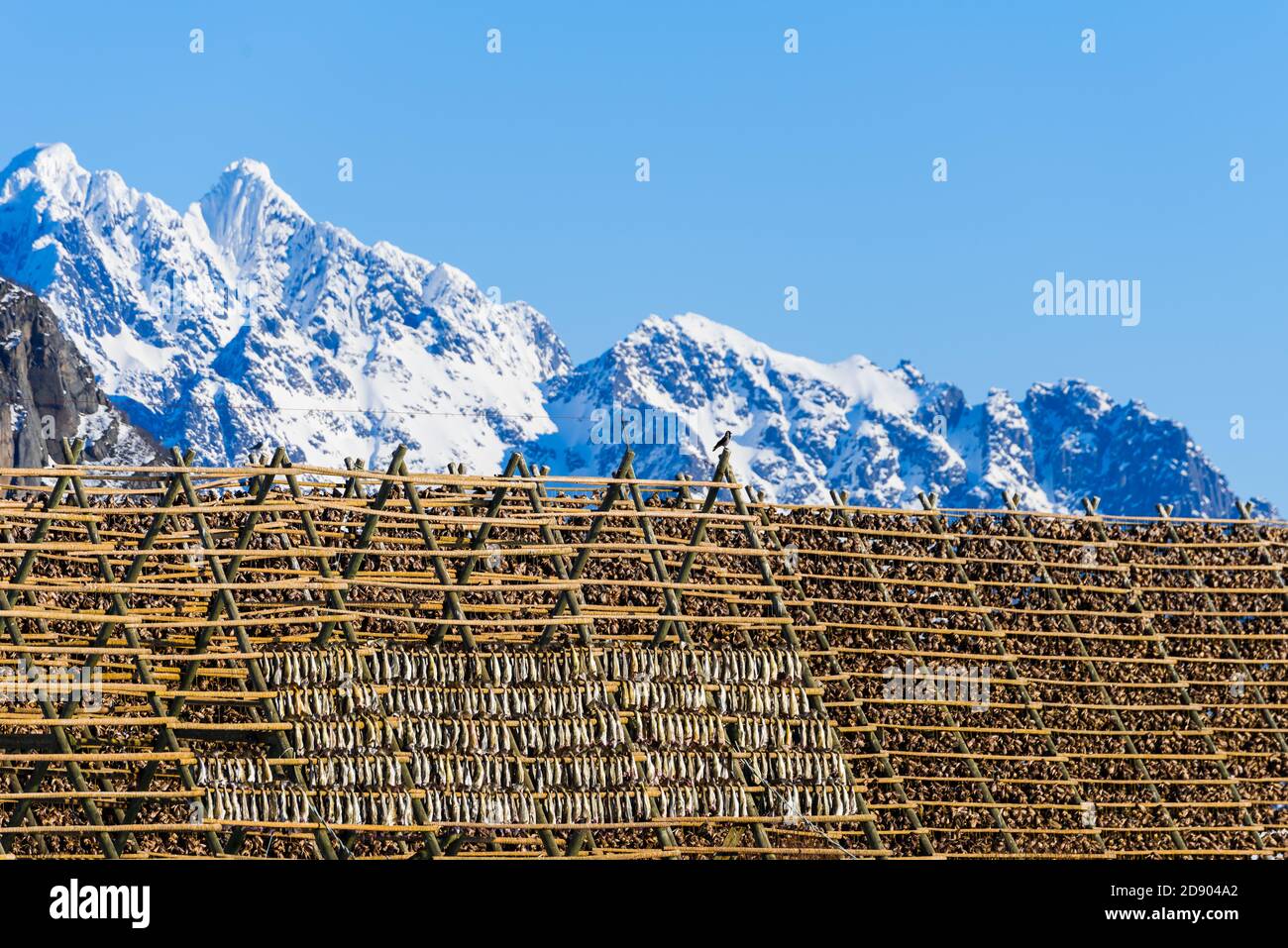 Fish drying on frame hi-res stock photography and images - Alamy