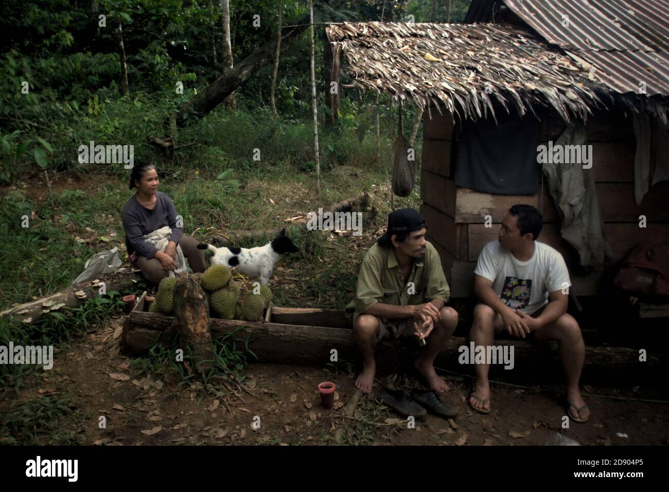 Ramli Hutagalung and his wife having a conversation at their farm hut with a member of a team of conservation workers conducting a field survey to measure the potential of Batang Toru ecosystem to be proposed as a nature protection area. Sitahuis, Central Tapanuli, North Sumatra, Indonesia. Stock Photo