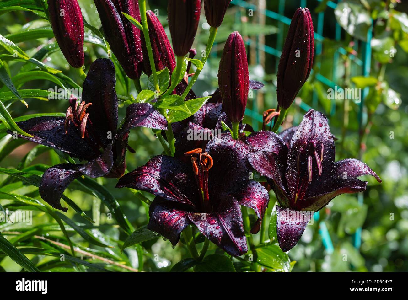 Lilium burgundy hi-res stock photography and images - Alamy