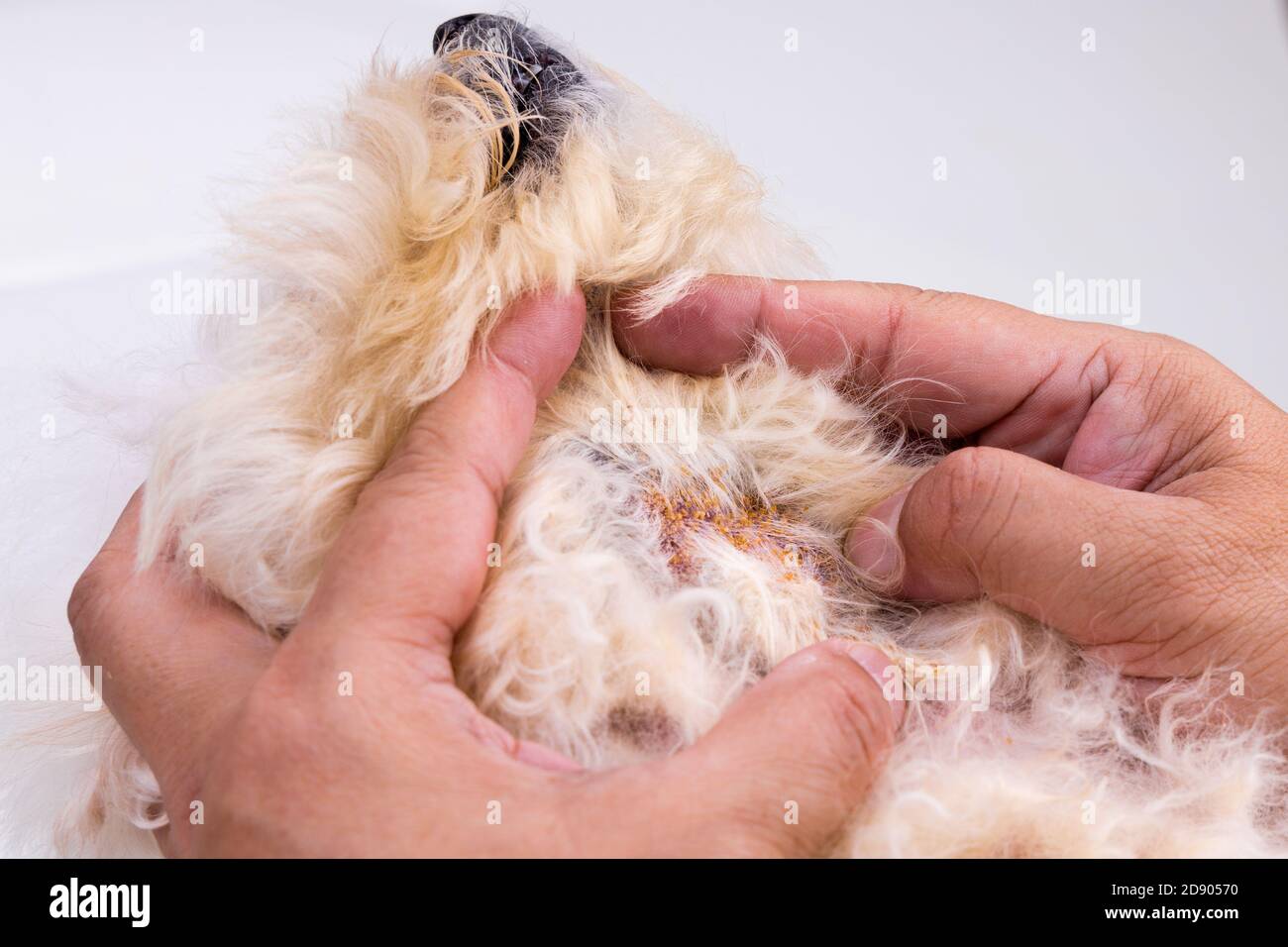 Vet examining dog body skin with bad yeast fungal infection Stock Photo Alamy