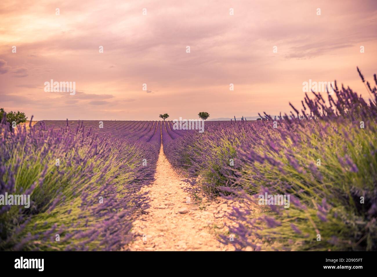 Wonderful nature landscape, amazing sunset scenery with blooming lavender flowers. Moody sky, pastel colors on bright landscape view. Floral panoramic Stock Photo