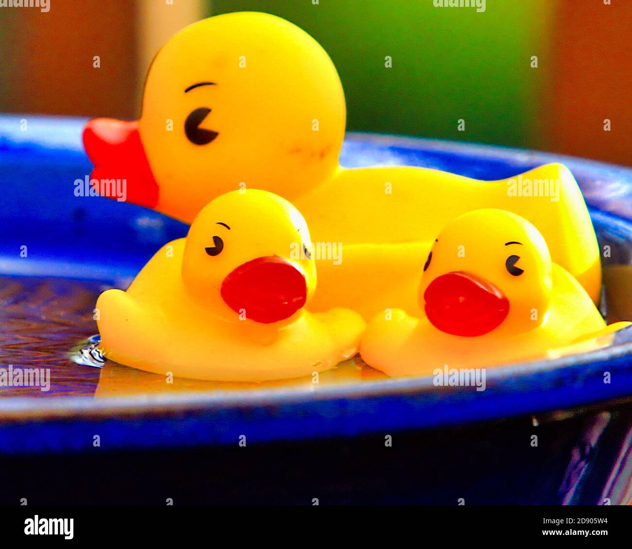 Rubber duckies i na small pool in the garden Stock Photo
