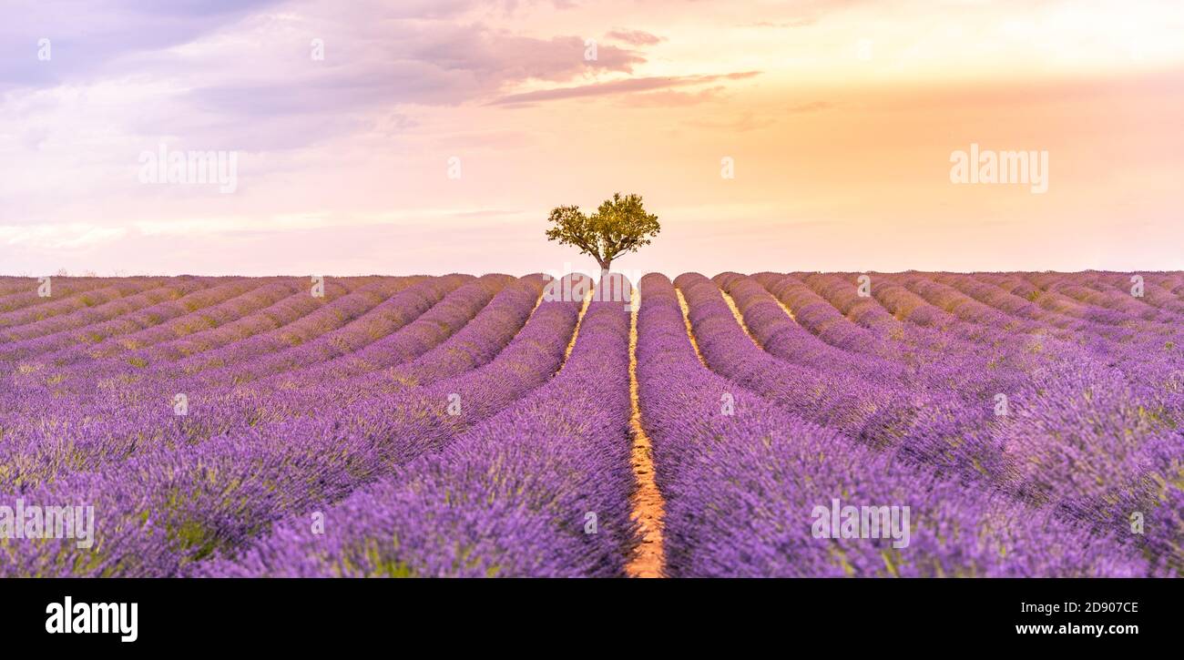 Panoramic view of French lavender field at sunset. Sunset over a violet lavender field in Provence, France, Valensole. Summer nature landscape Stock Photo
