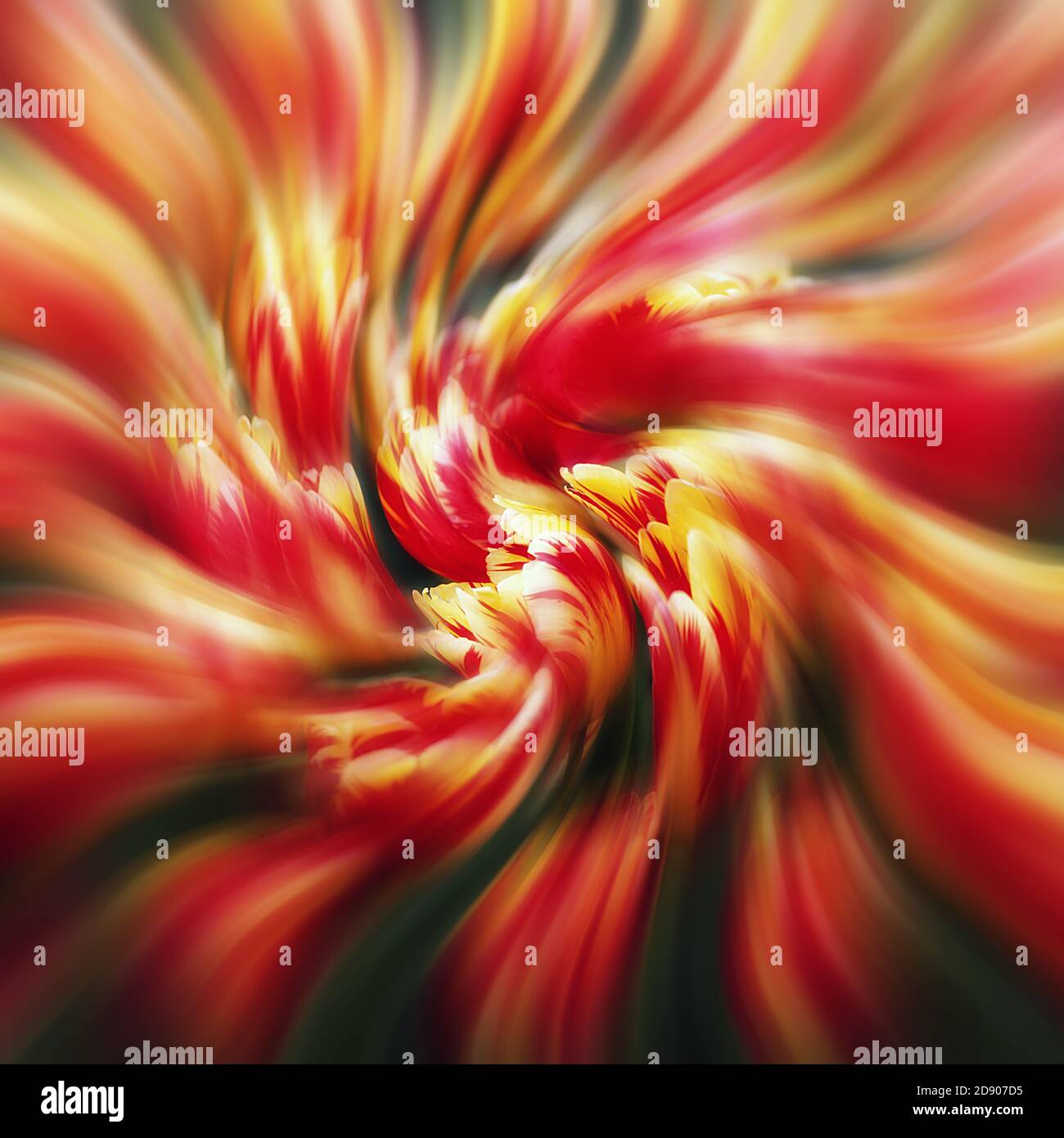 Tulips. A soft floral background with motion blur Stock Photo