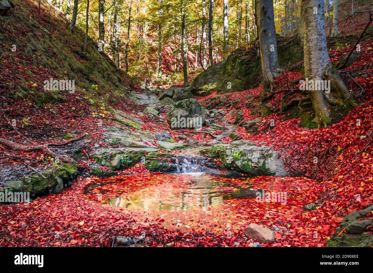 Amazing autumn forest landscape. Little stream flowing into the woods between rocks and trees. The foliage are fall down near the rivulet. Stock Photo