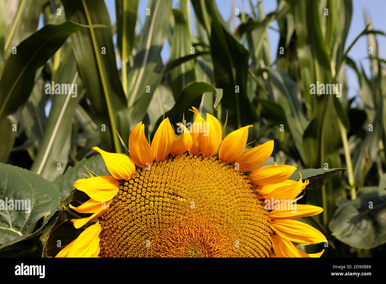 Sunflower in front of Corn plants Stock Photo Alamy
