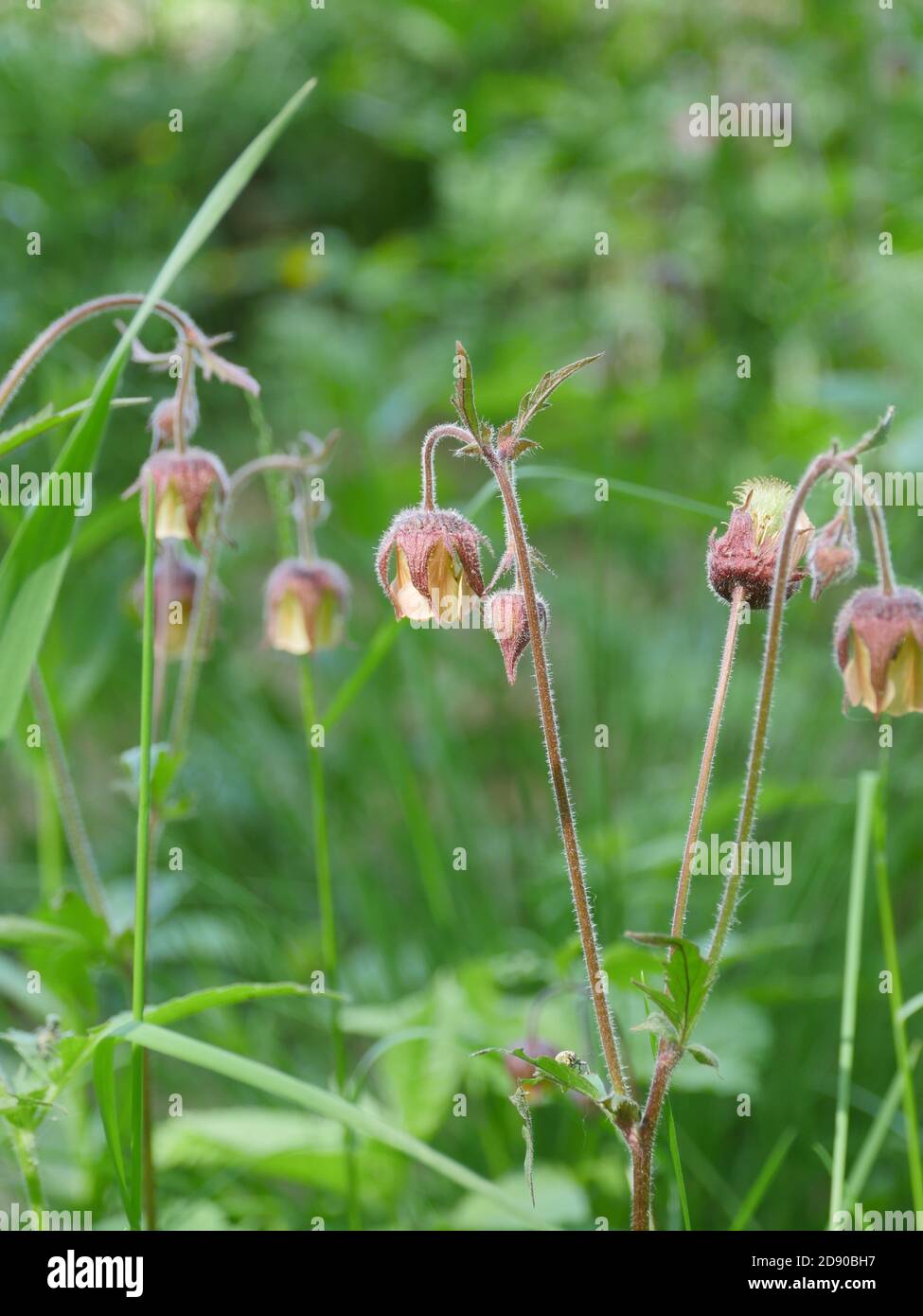 wildflower Geum Rivale close to, medicinal plant used in medicine Stock ...