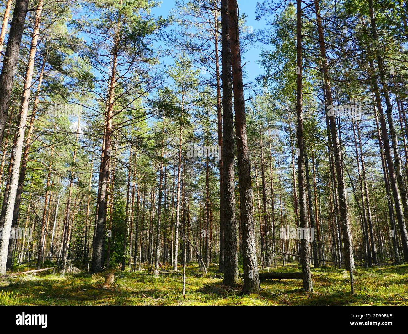 pine trees illuminated by summer sun beautiful forest landscape, low angle view Stock Photo