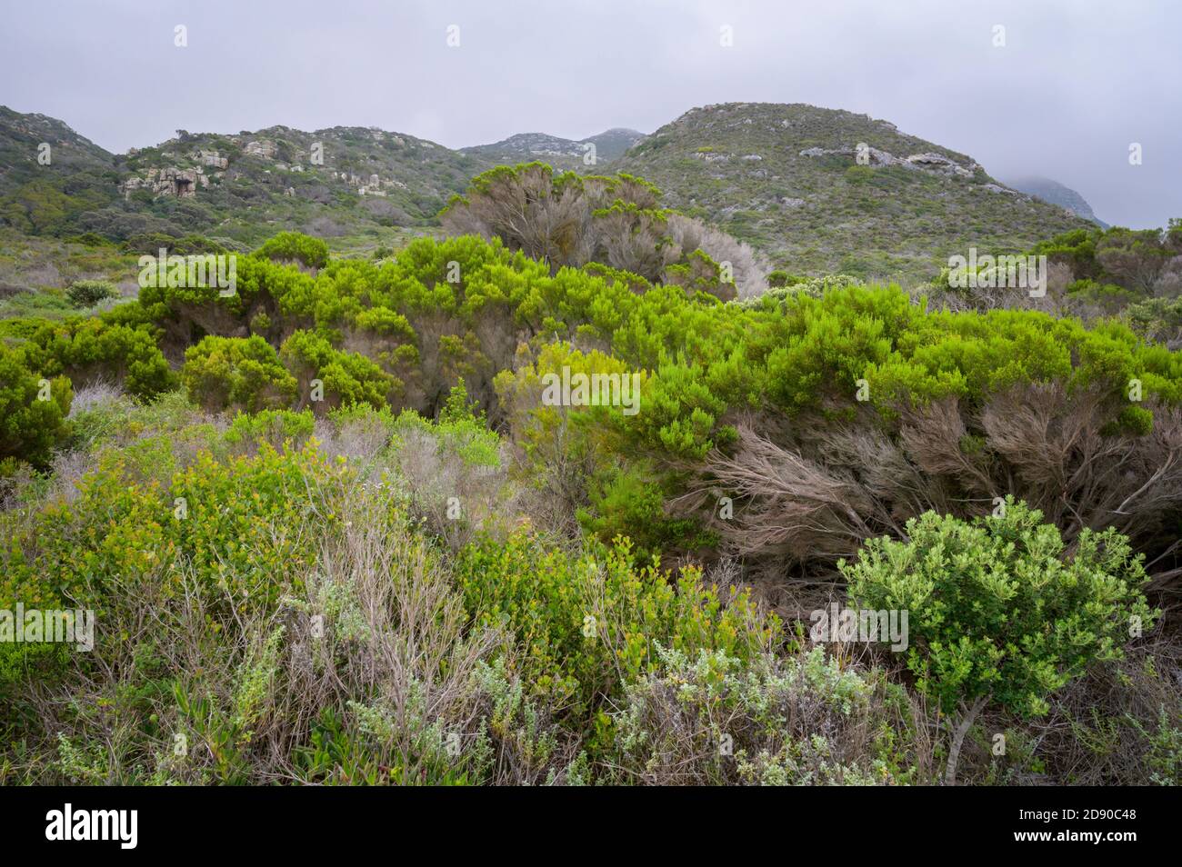 Vegetation in landscape near cape of good hope, Table mountain national park, South Africa. Stock Photo