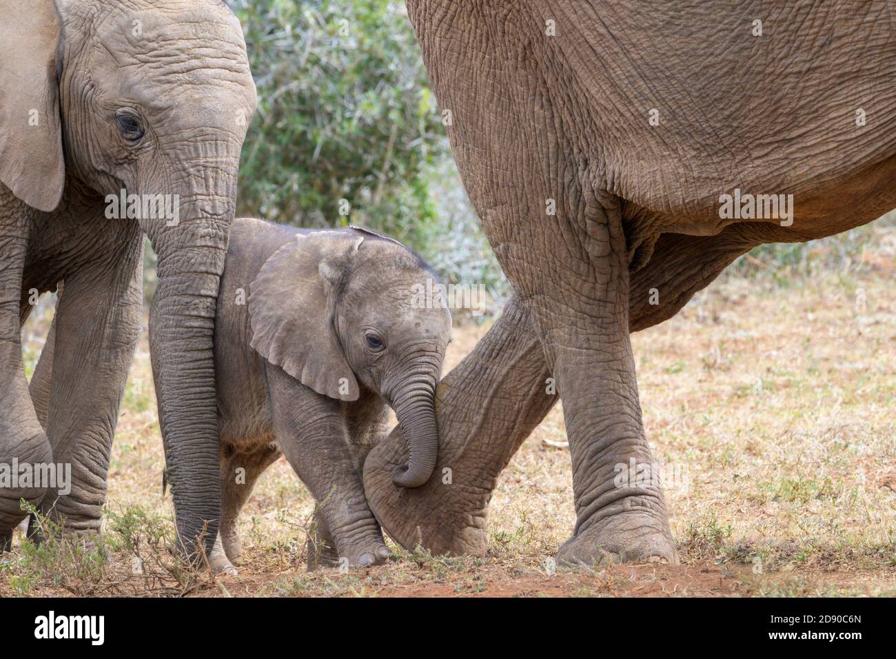 African elephant (Loxodonta africana) young calf walking in herd behind mother, Addo Elephant National Park, Eastern Cape, South Africa. Stock Photo