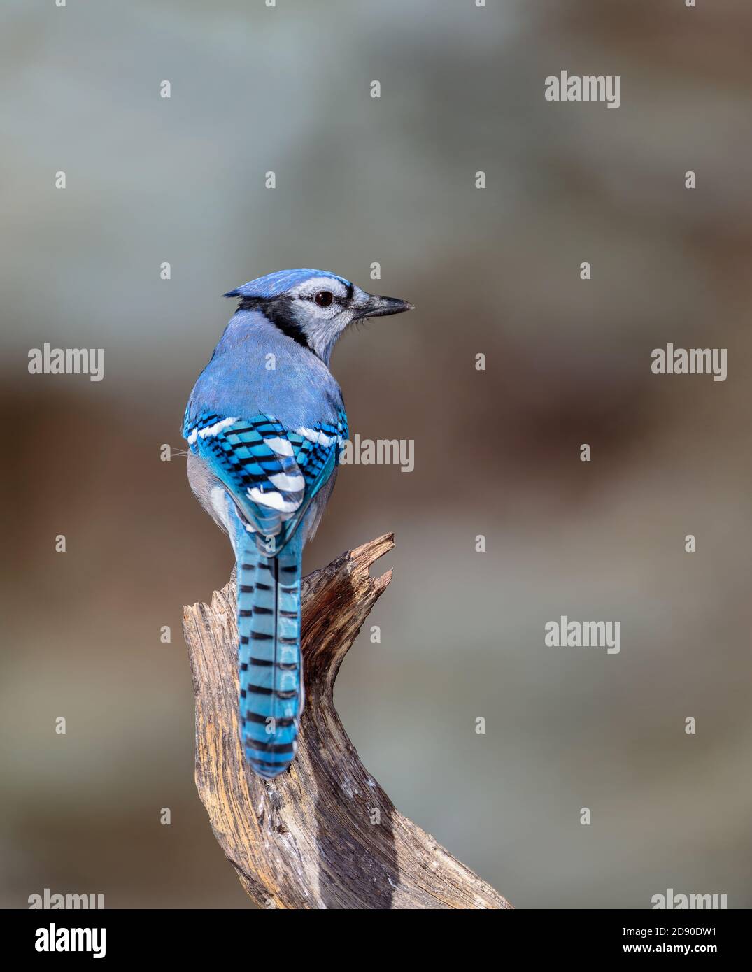 A blue jay sits atop a weathered stump in Cheyenne, Wyoming Stock Photo
