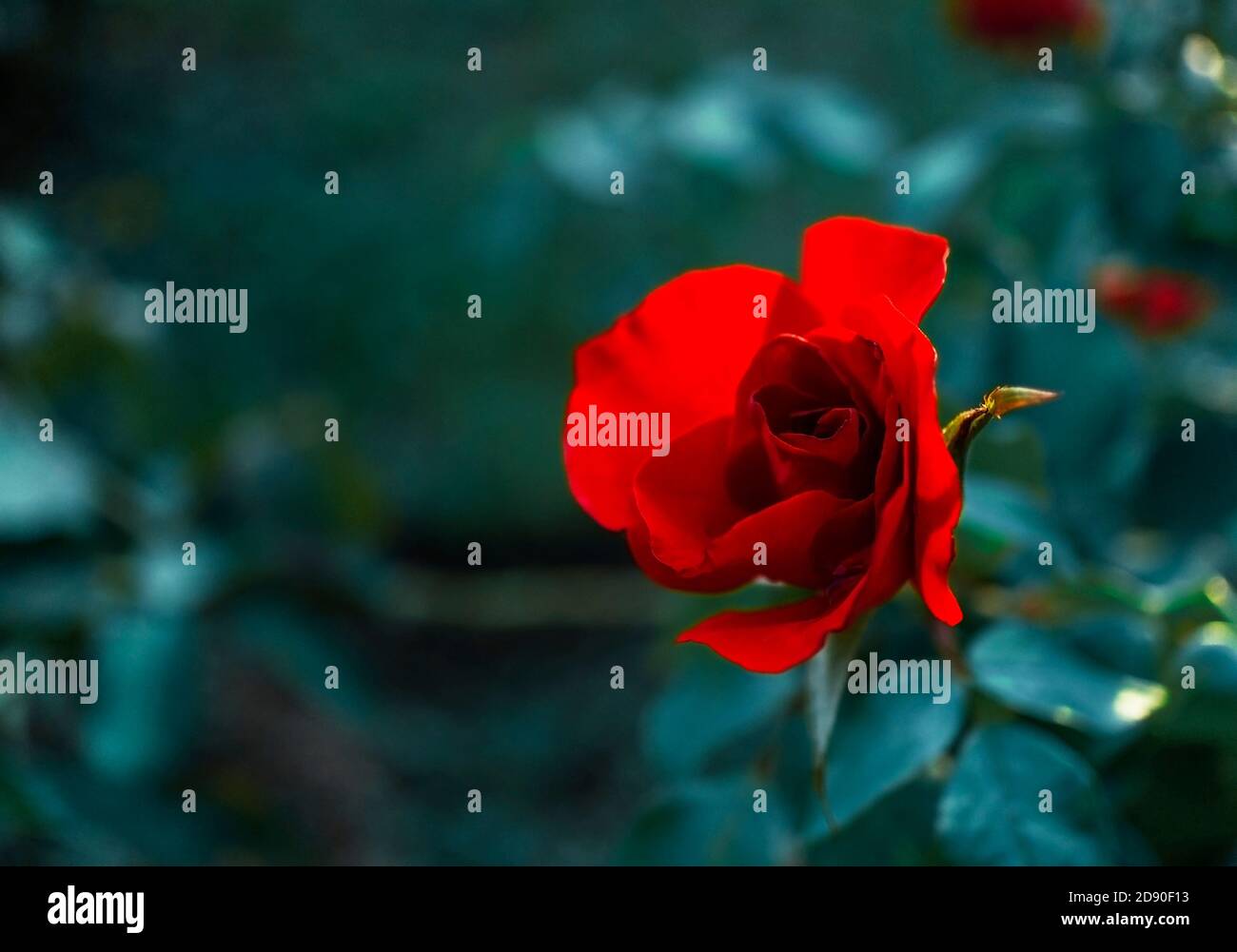 Red rose flower close up on natural blurred green background with copy ...