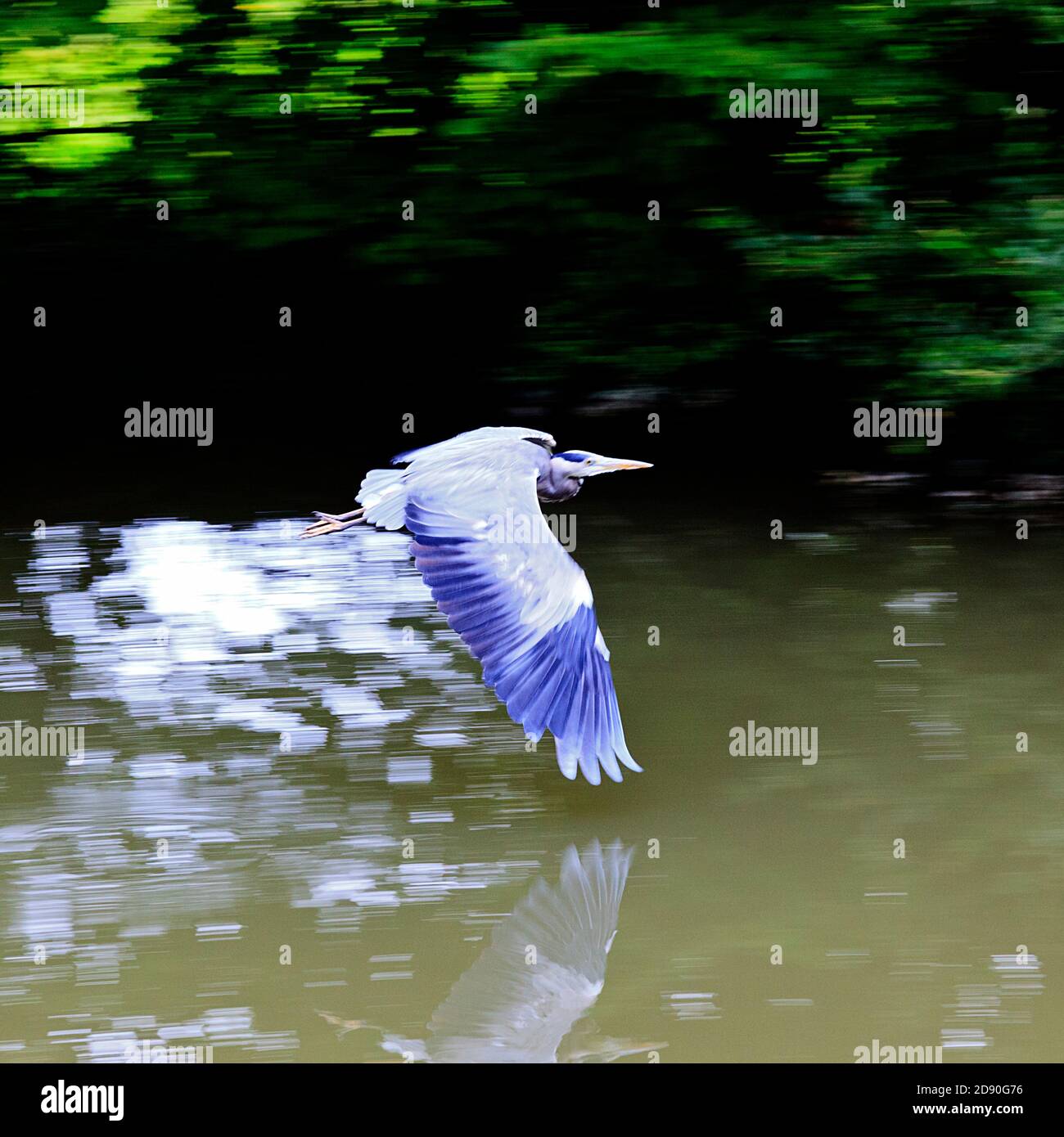 Grey Heron in flight over the Grand Union Canal at Stoke Hammond, Milton Keynes Stock Photo