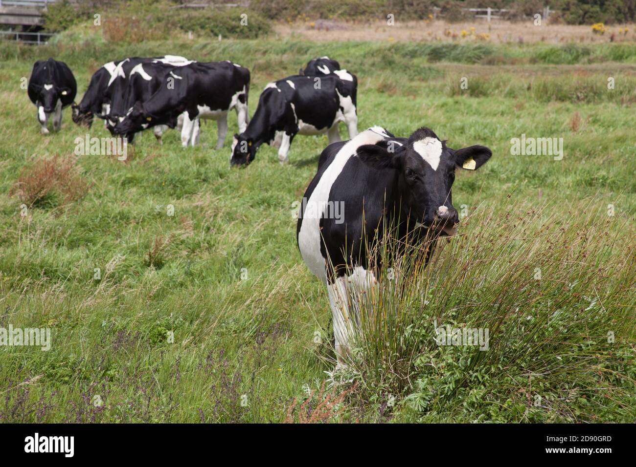 Herd cows friesian holstein grazing hi-res stock photography and images ...
