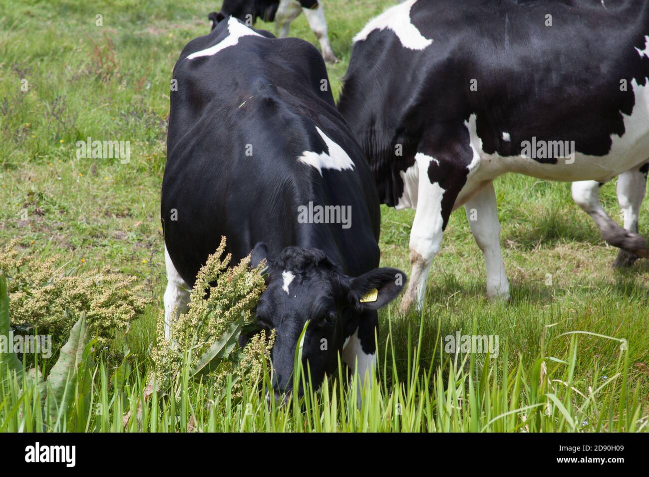 Black and white cows grazing in a field in rural Dorset in the UK Stock ...