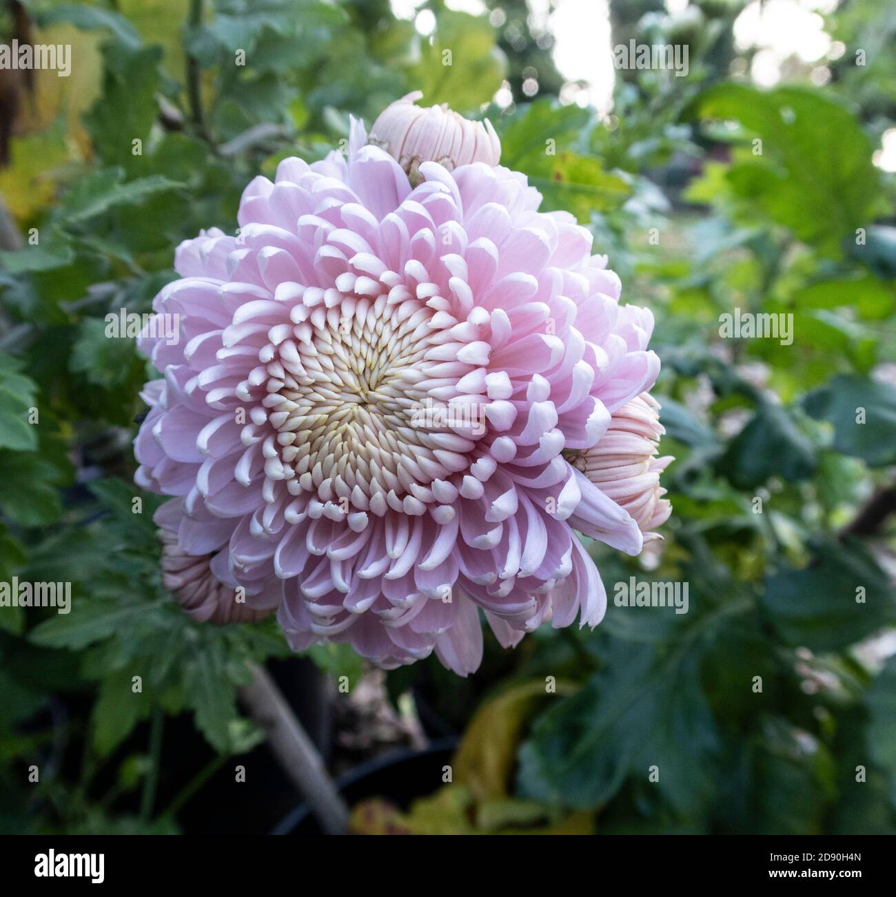 Chrysanthemum Leading Lady, a strong beauytiful pink mophead variety. Asteraceae. Stock Photo