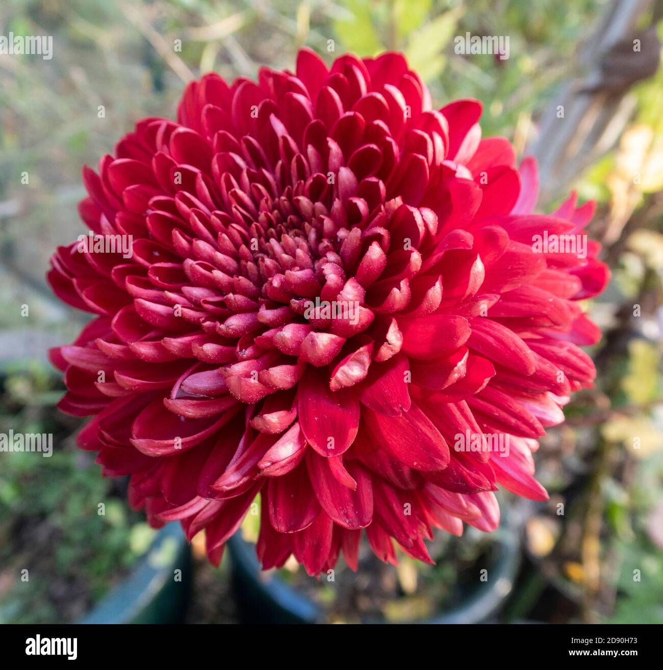Cranbrae red hires stock photography and images Alamy