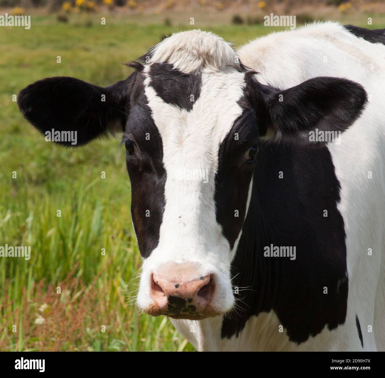 Farming cow cows close hi-res stock photography and images - Alamy