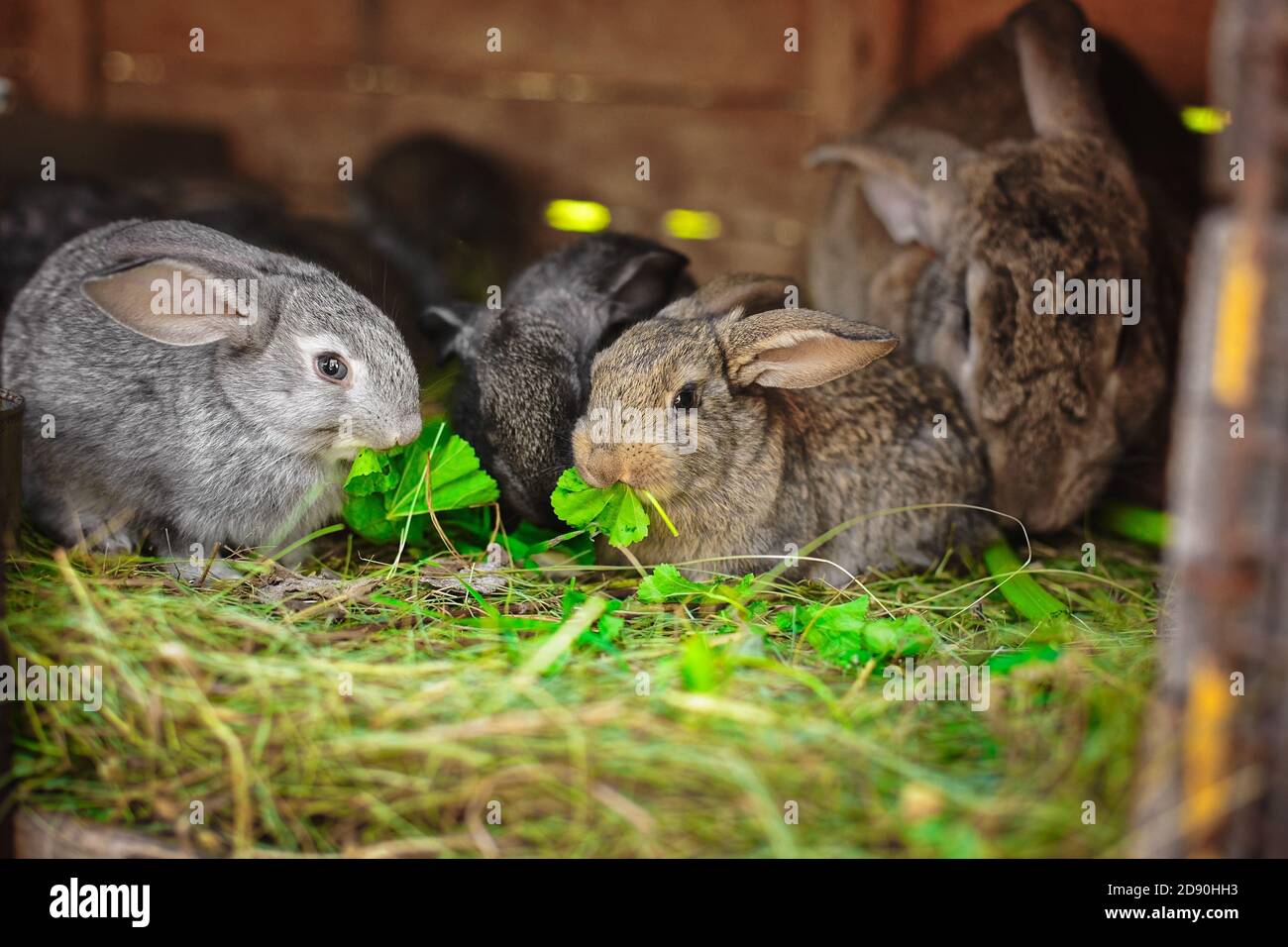 cute fluffy rabbits eat green grass in a cage on the farm Stock Photo