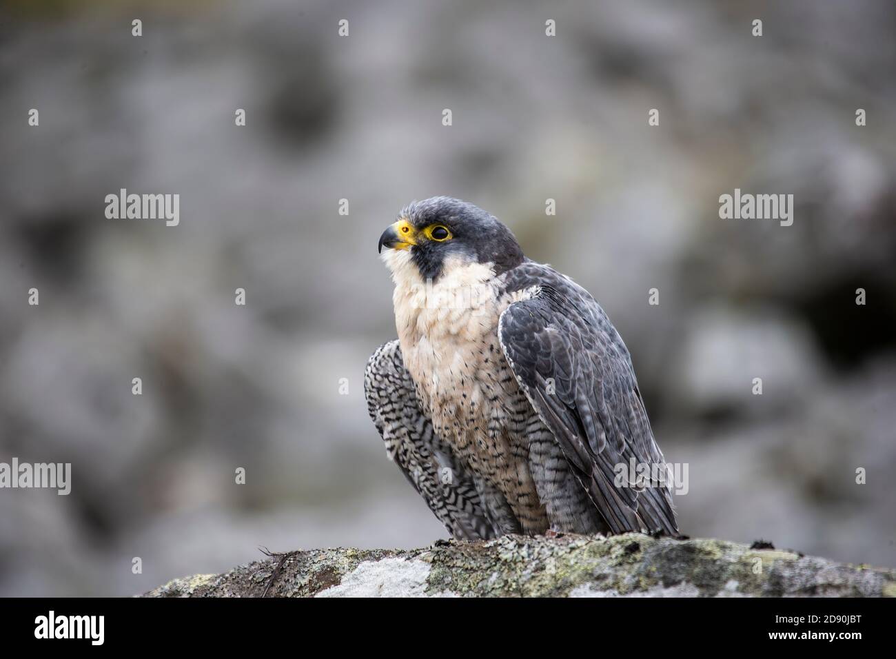 An adult Peregrine falcon Falco peregrinus captive perching on a rocky outcrop in the Cumbrian uplands U.K. Stock Photo