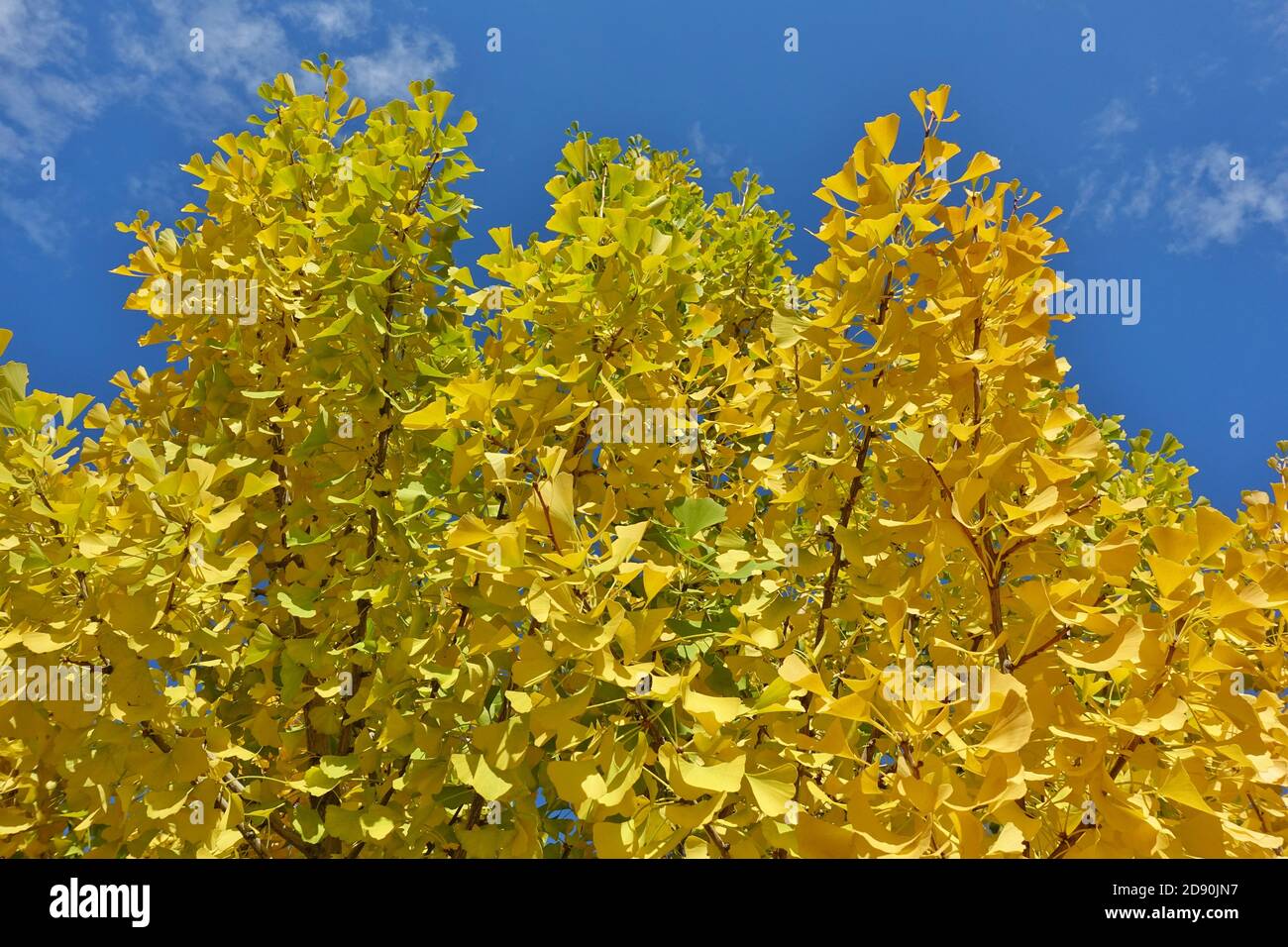 Yellow fanshaped leaves of the ginkgo biloba tree in autumn Stock Photo Alamy
