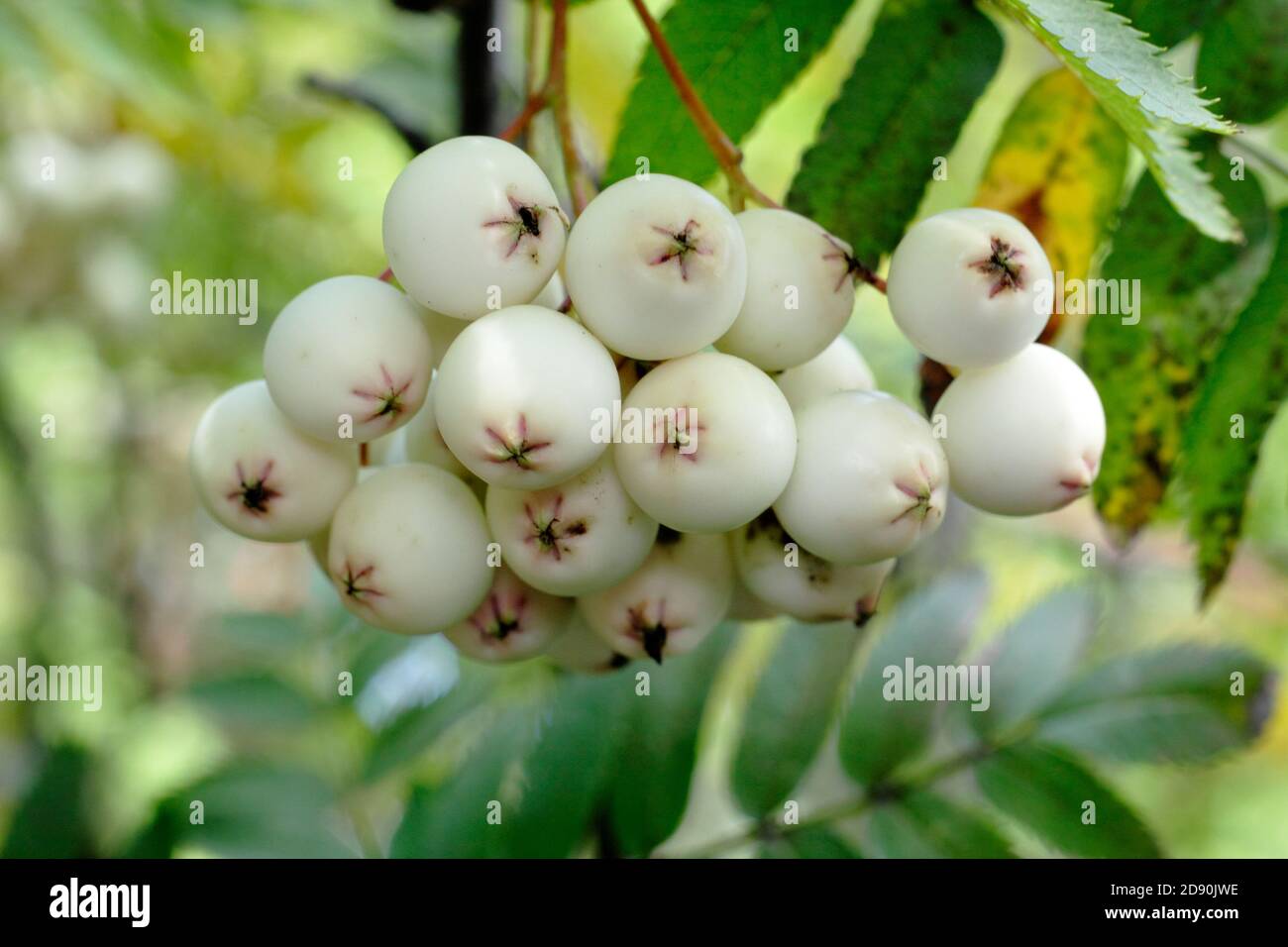 Sorbus 'Cashmiriana'. Kashmir rowan tree berries. UK Stock Photo