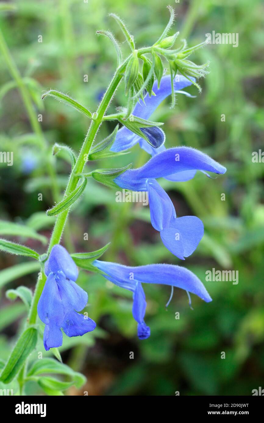 Salvia patens 'Oxford Blue'. Blue flowers of the half hardy ornamental Gentian sage. UK Stock Photo