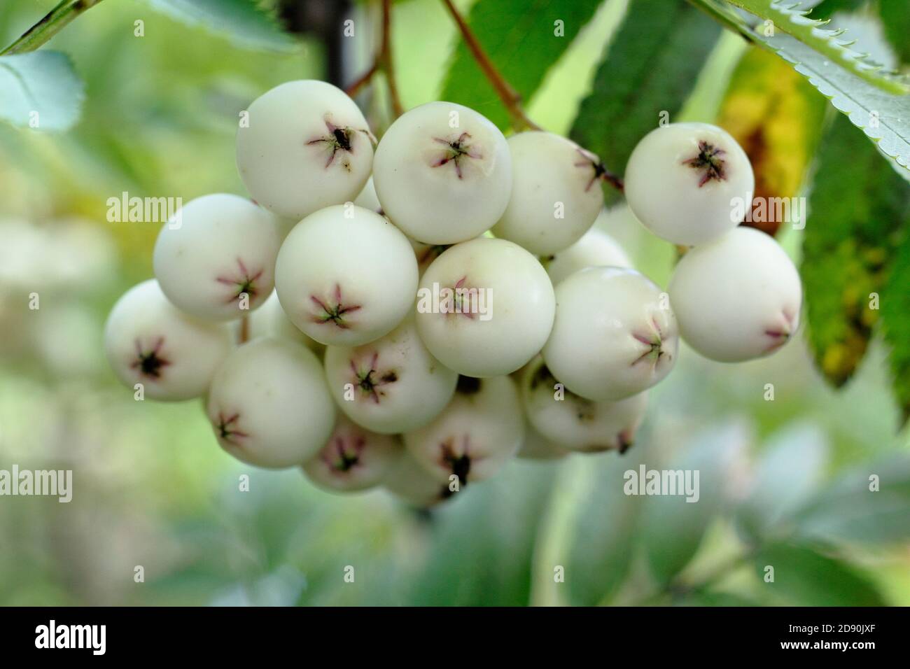 Sorbus 'Cashmiriana'. Kashmir rowan tree berries. UK Stock Photo