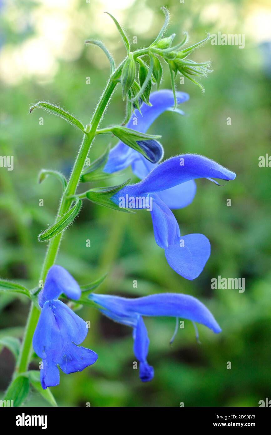 Salvia patens 'Oxford Blue'. Blue flowers of the half hardy ornamental Gentian sage. UK Stock Photo