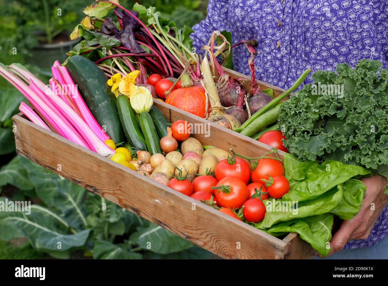 Gardener displaying homegrown vegetables harvested in the plot pictured ...