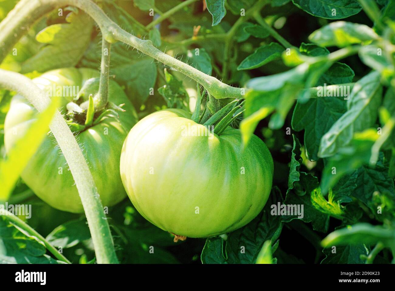 Green tomatoes hang on a stalk in the garden. Growing natural