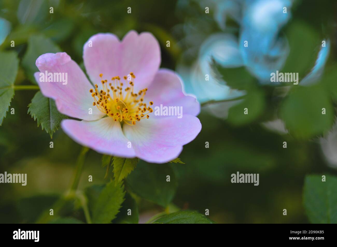 The rose in nature hi-res stock photography and images - Alamy