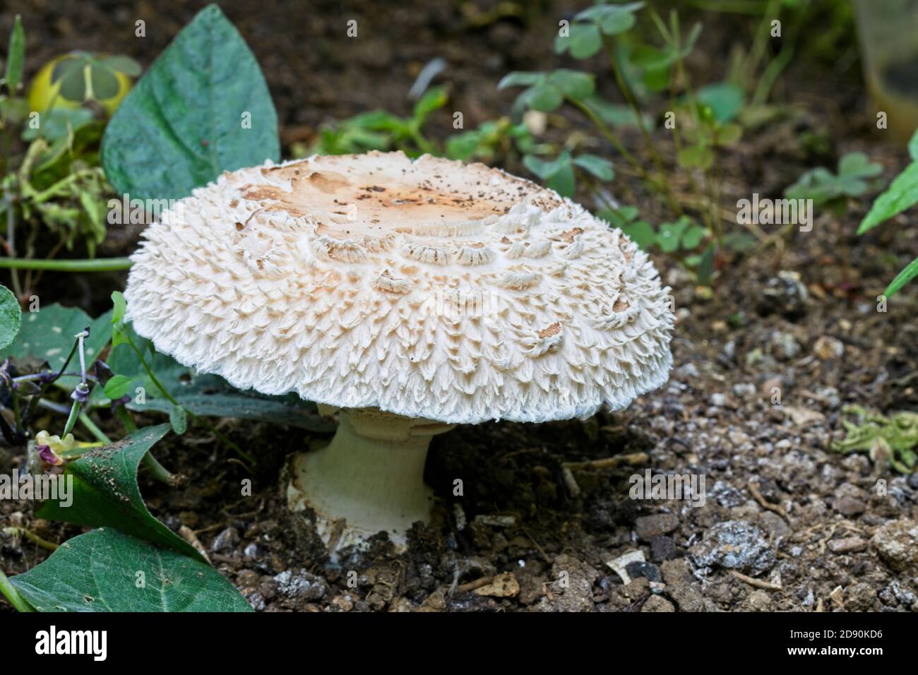 Shaggy Parasol Mushroom (Chlorophyllum rhacodes), Cornwall, England, UK. Stock Photo