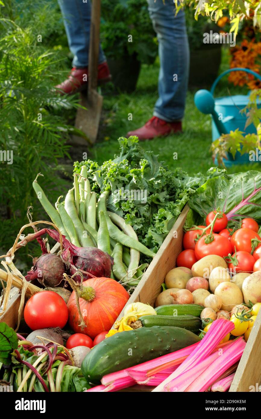 Woman harvesting vegetables grown in the domestic kitchen garden pictured in late summer. UK Stock Photo