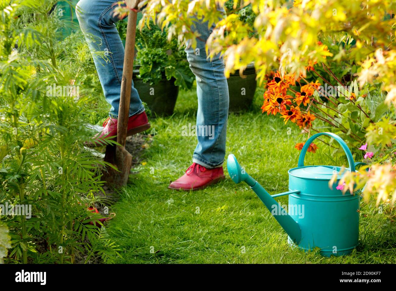 Woman tending a vegetable plot in a back garden in late summer. UK Stock Photo