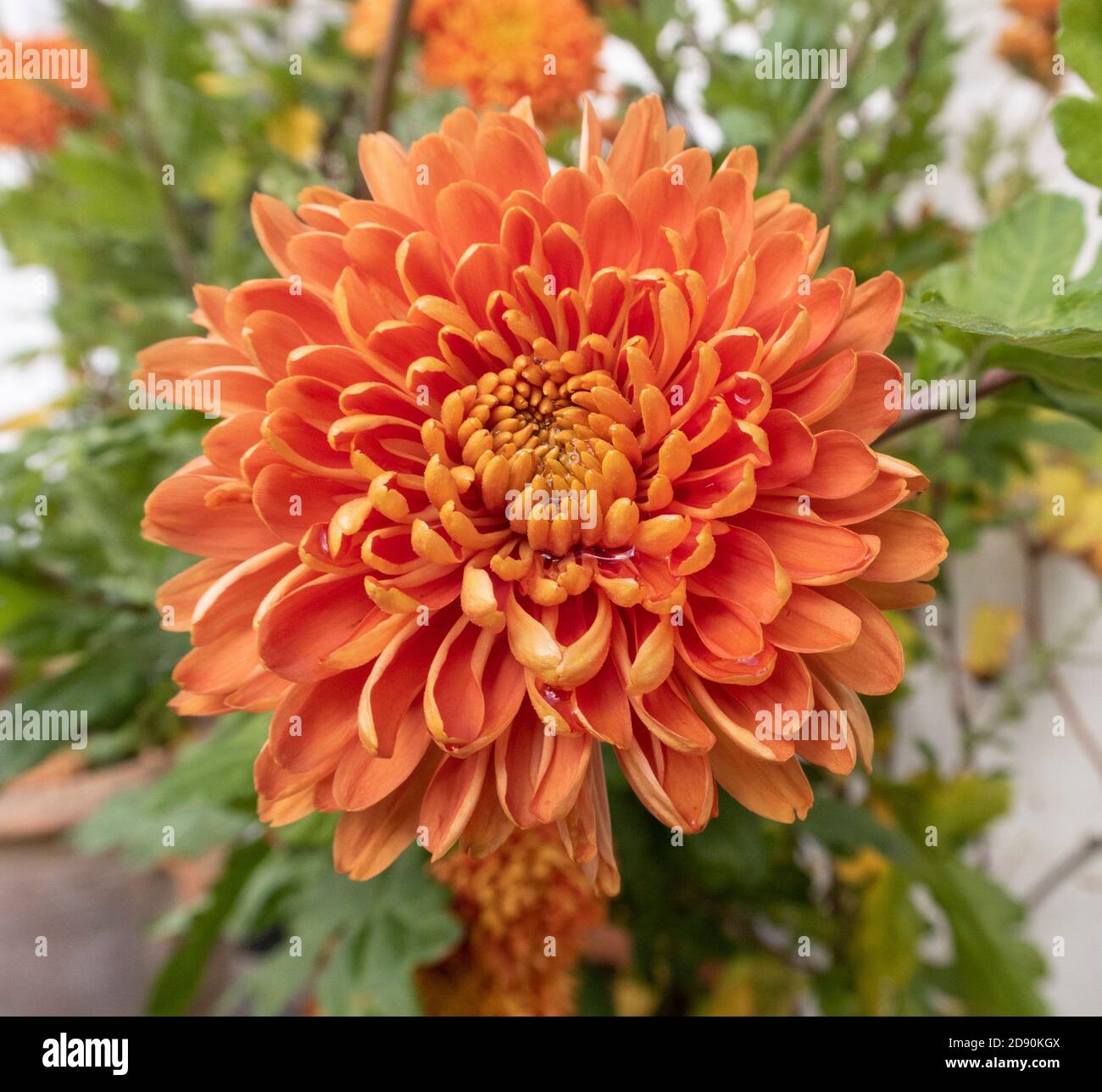 extra large terracotta planter Large Pot Brown Fiberglass Round Tall L Terracotta Planter D97 H61 cm, 451L main image 0
